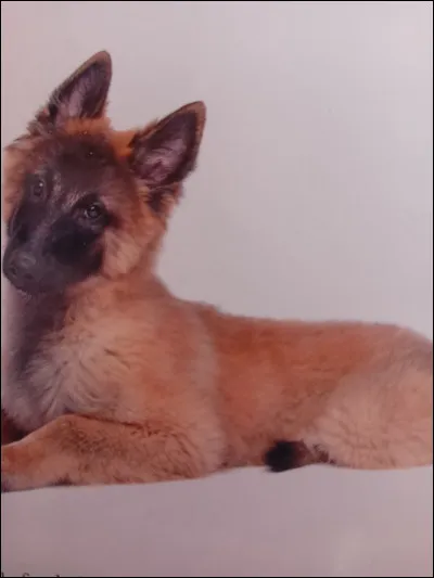 Quelle est la race de ce chien ?