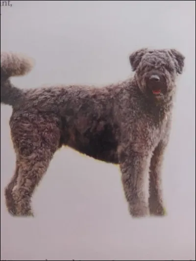 Quelle est la race de ce chien ?