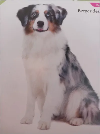 Quelle est la race de ce chien ?