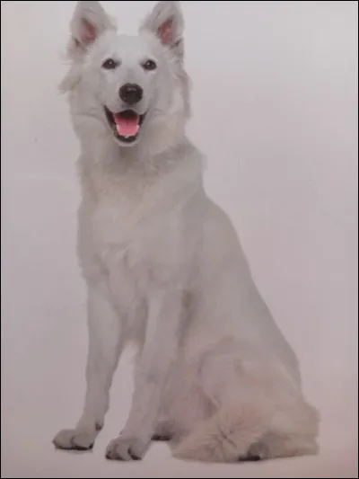 Quelle est la race de ce chien ?