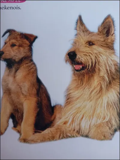 Quelle est la race de ce chien ?