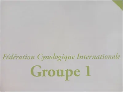 À quoi correspond le groupe 1 de la classification LCI des chiens ?