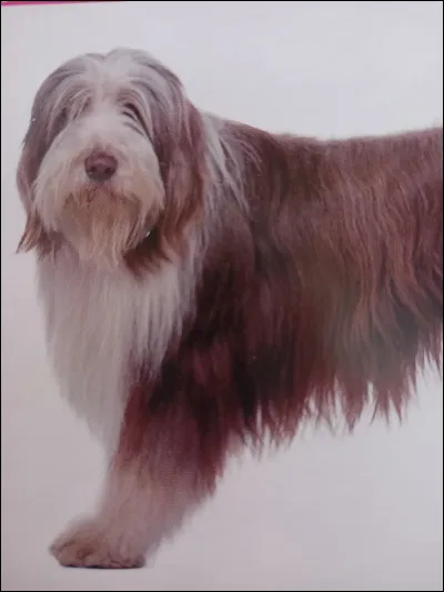 Quelle est la race de ce chien ?