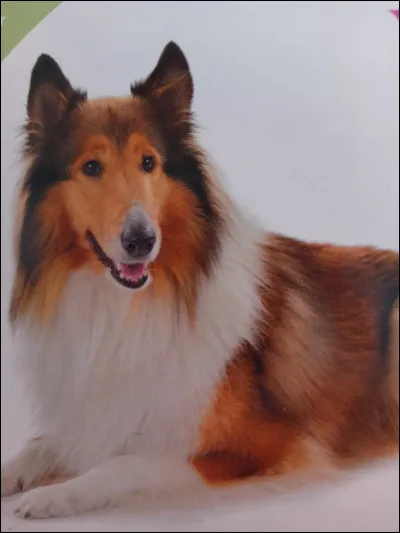 Quelle est la race de ce chien ?