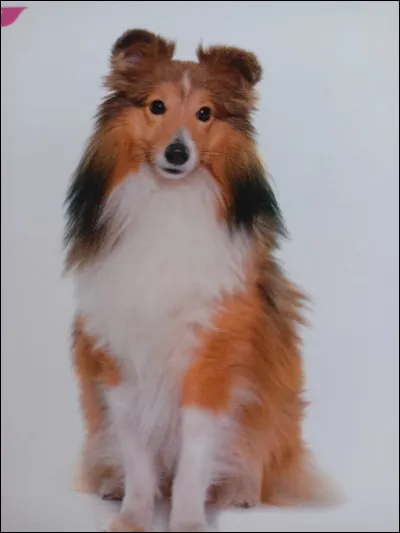 Quelle est la race de ce chien ?