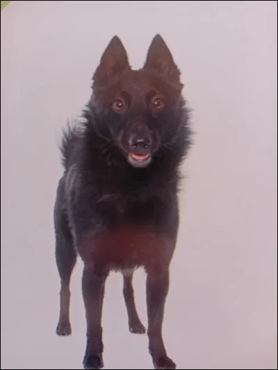 Quelle est la race de ce chien ?