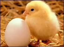 Comment traduit-on 'poussin' en anglais ?