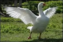 Comment traduit-on 'jars' en anglais ?