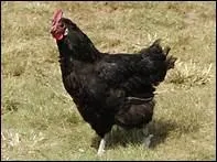 Comment traduit-on 'poule' en anglais ?