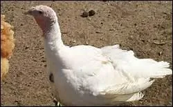 Comment traduit-on 'dinde' en anglais ?