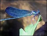 Comment traduit-on 'libellule' en anglais ?