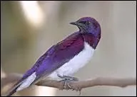 Comment traduit-on 'oiseau' en anglais ?