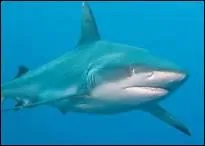 Comment traduit-on 'requin' en anglais ?