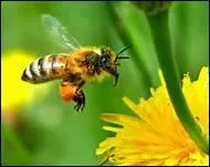 Comment traduit-on 'abeille' en anglais ?