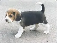 Comment traduit-on 'chiot' en anglais ?