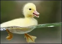 Comment traduit-on 'caneton' en anglais ?