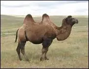 Comment traduit-on 'chameau' en anglais ?