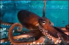 Comment traduit-on 'poulpe' en anglais ?