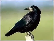 Comment traduit-on 'corbeau' en anglais ?