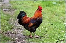 Comment traduit-on 'coq' en anglais ?