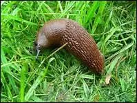 Comment traduit-on 'limace' en anglais ?