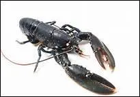 Comment traduit-on 'homard' en anglais ?
