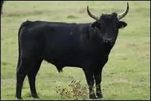 Comment traduit-on 'taureau' en anglais ?