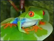 Comment traduit-on 'grenouille' en anglais ?