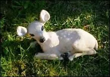 Comment traduit-on 'faon' en anglais ?