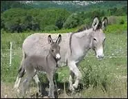 Comment traduit-on 'ne' en anglais ?