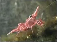 Comment traduit-on 'crevette' en anglais ?