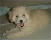 Comment traduit-on 'caniche' en anglais ?