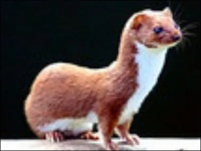 Quel petit mammifère n'est pas sur deux pattes ?