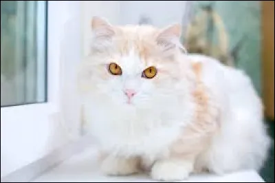 Quelle est cette race ?