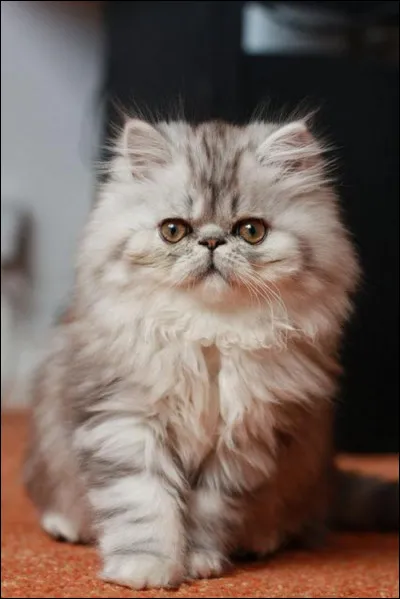 Quelle est cette race ?