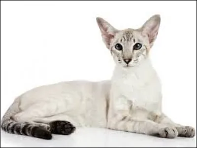 Quelle est cette race ?