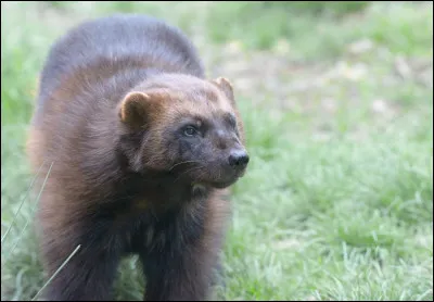 Retrouvez le nom de l'acteur, grâce à cet animal !