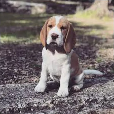 Comment s'appelait son chien