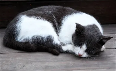 Ton chef meurt. 
Que fais-tu ?