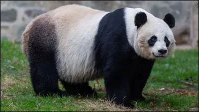 Autrefois, quelle était l’alimentation des pandas ?