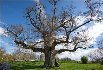 Comment appelle-t-on un arbre qui a 100 ans ?