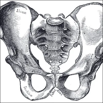 Quel organe creux situ&eacute; dans le pelvis est constitu&eacute; d�un fond, d�un corps et d�un col ?