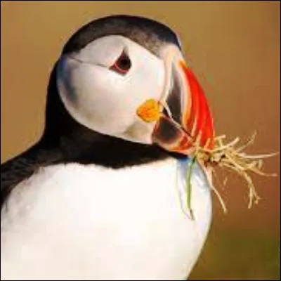 Quel oiseau marin se reconna&icirc;t &agrave; son gros bec triangulaire tr&egrave;s color&eacute; ?