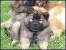 Quelle est la particularit de l'Eurasier ?