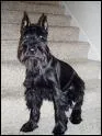 Quelle est la taille maximum du Schnauzer ?