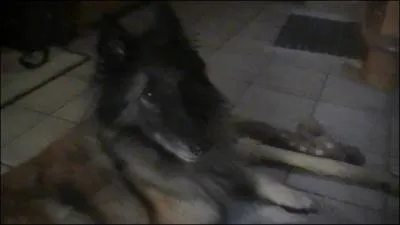 Quelle est la race de ce chien ?