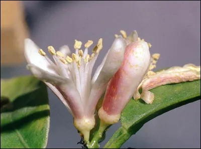 Dans quel roman de Simone de Beauvoir trouve-t-on Anne et Robert Dubreuil ?