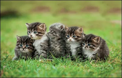 Pourquoi voudrais-tu des chatons (si tu en avais) ?
