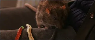 À qui a appartenu Croûtard avant que Ron ne l'obtienne ?