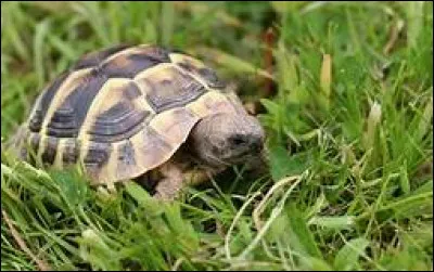 La tortue est le parfait symbole...